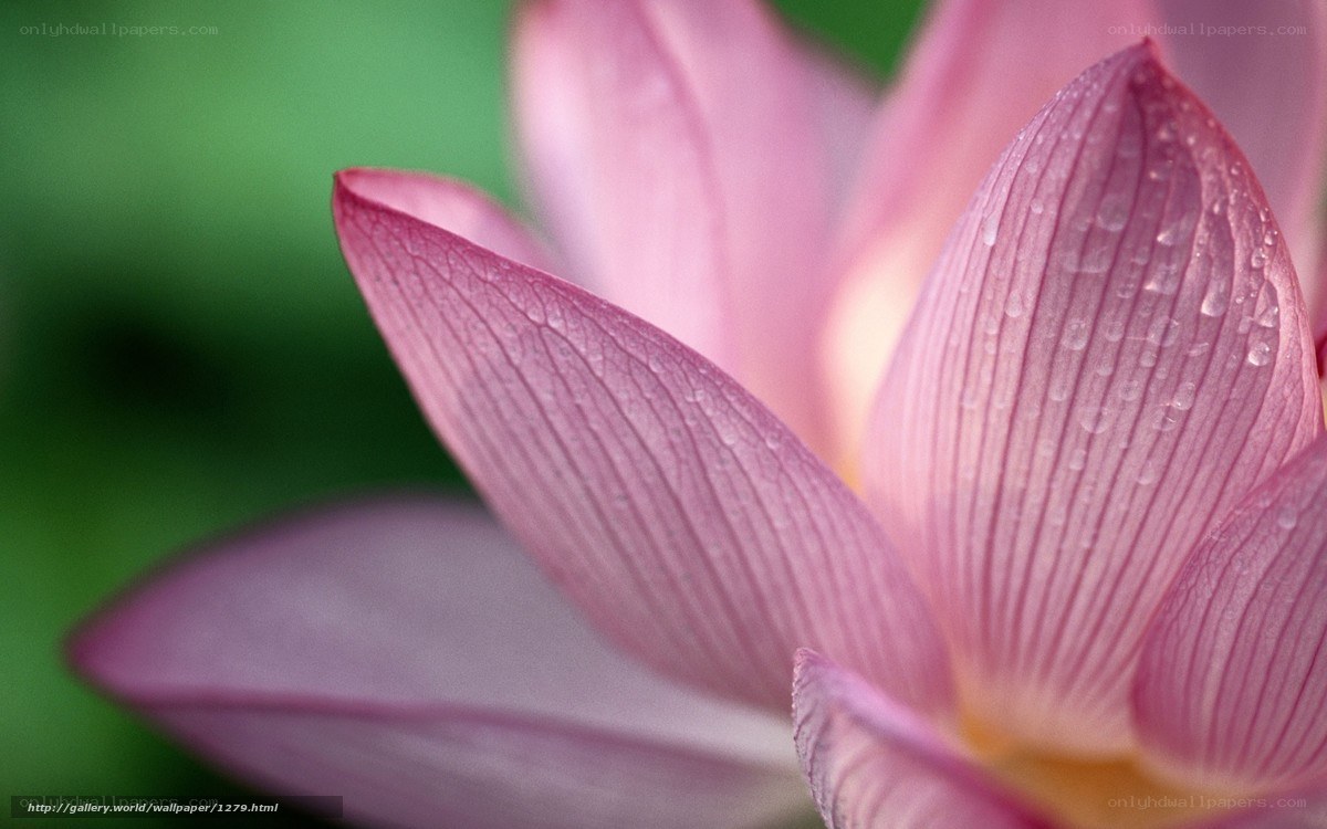 Pink lotus with water droplets