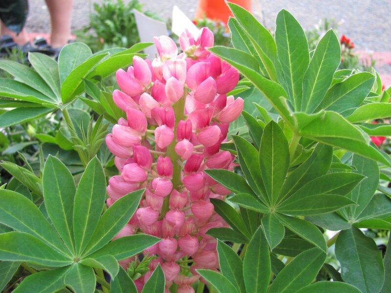 Pink lupine flower in bloom