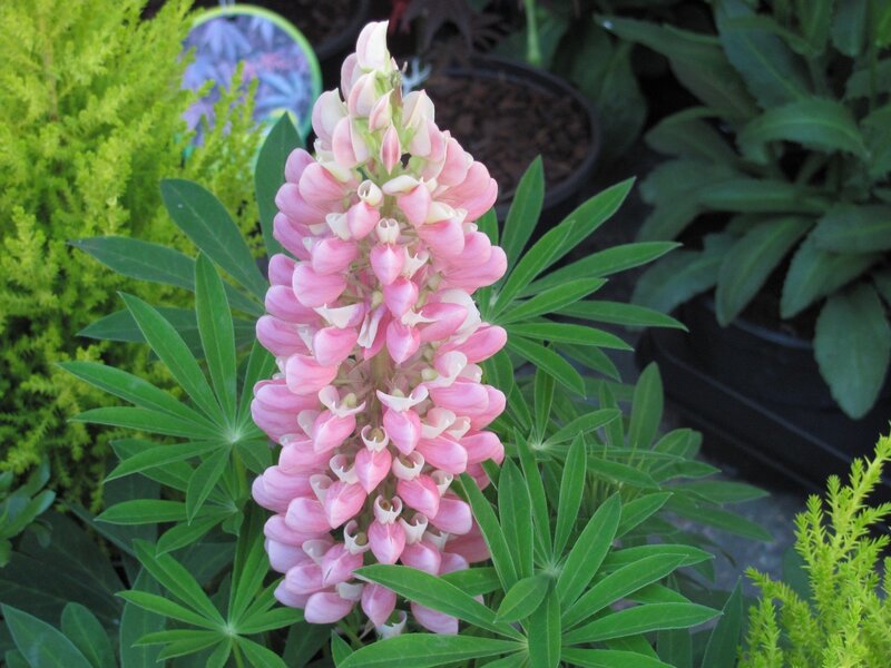 Pink lupine flower in garden