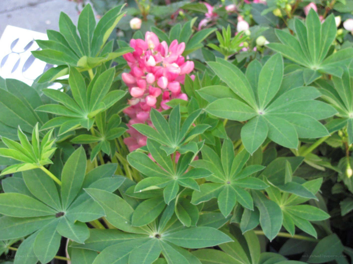 Pink lupine flowers in bloom