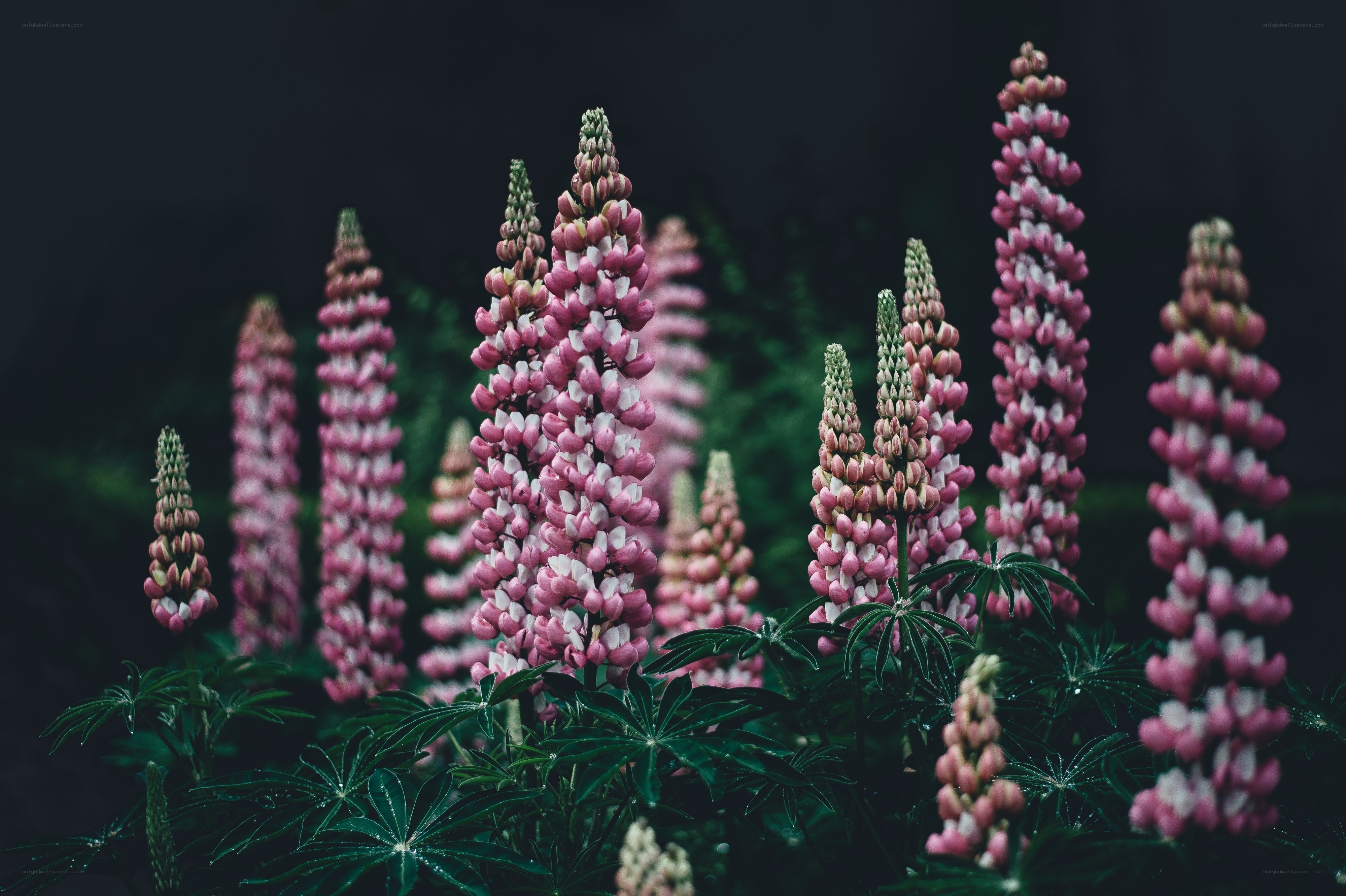 Pink lupine flowers in bloom