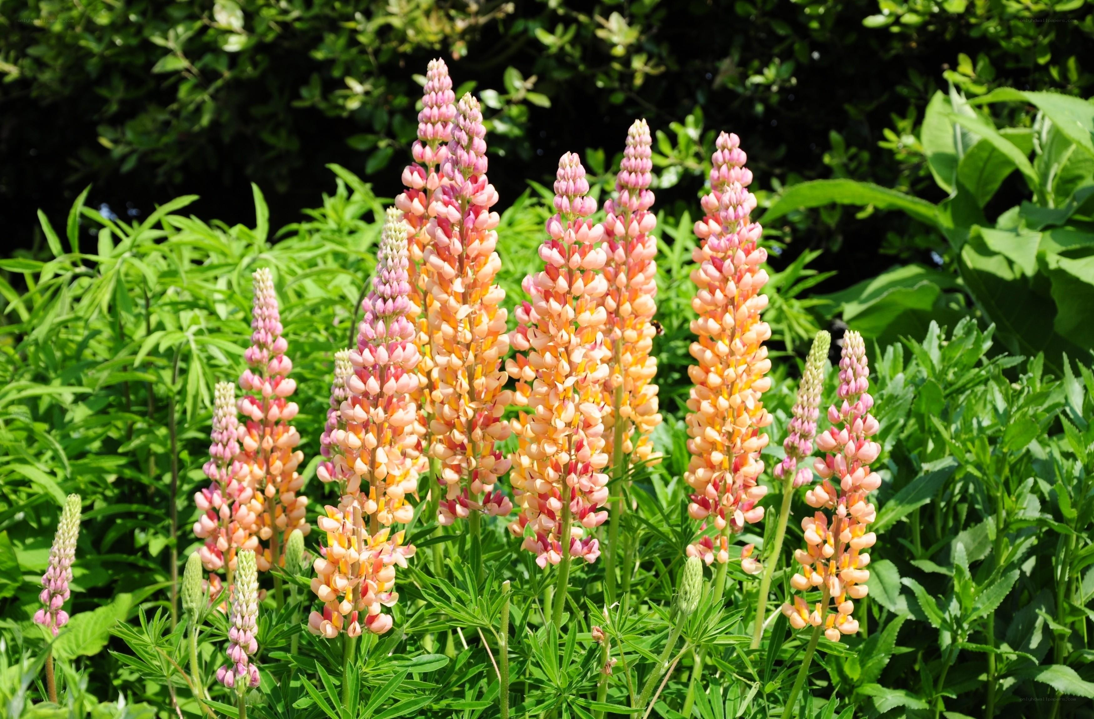 Pink lupine flowers in garden