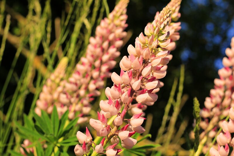 Pink Lupine Flowers — Serene, Afternoon, Photograph, Green Leaves, Sunlight
