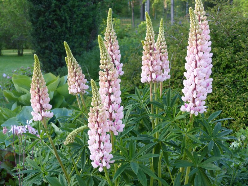 Pink Lupine Flowers — Serene, Afternoon, Photograph