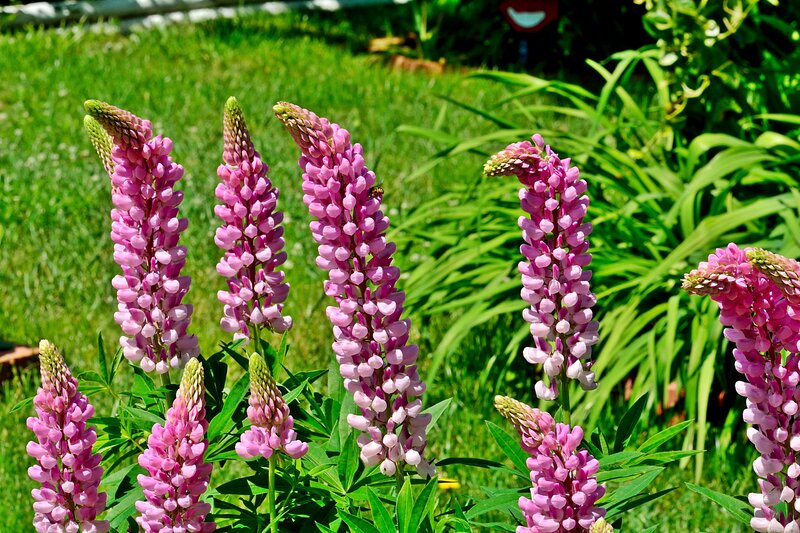 Pink Lupine Flowers — Serene, Afternoon