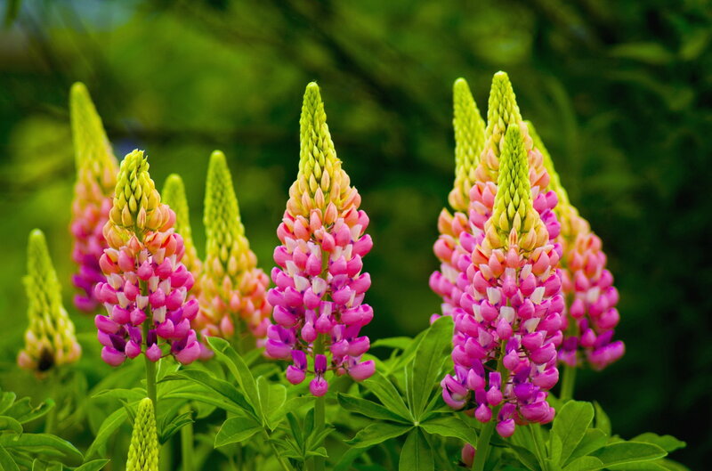 Pink Lupine Flowers — Serene, Spring