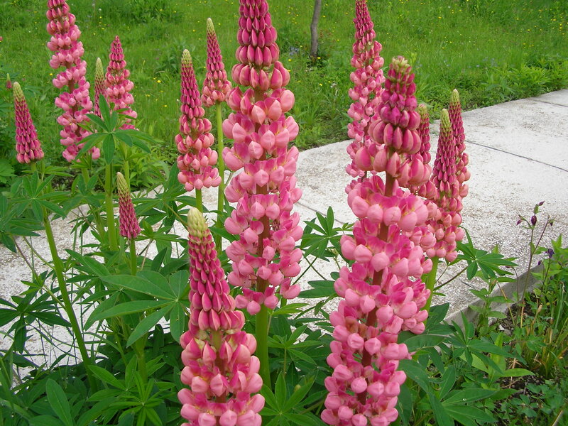 Pink Lupine Flowers — Serene, Summer