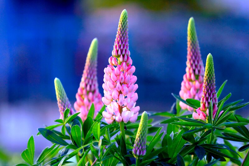 Pink Lupine Flowers — Serene, Sunset
