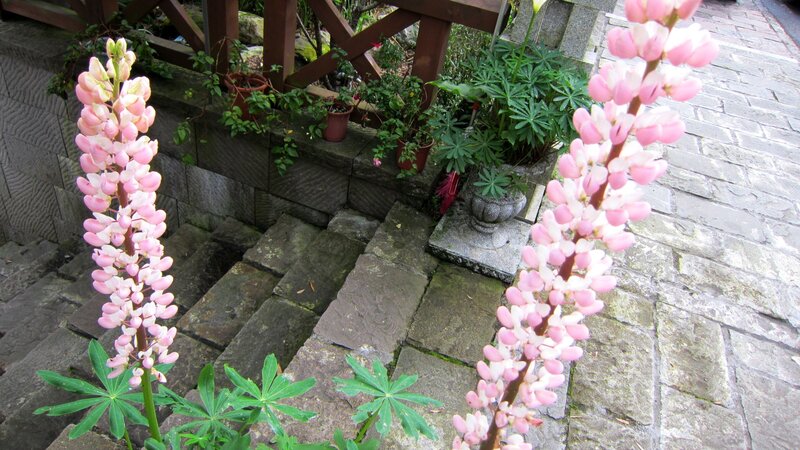 Pink Lupine Flowers — Serene