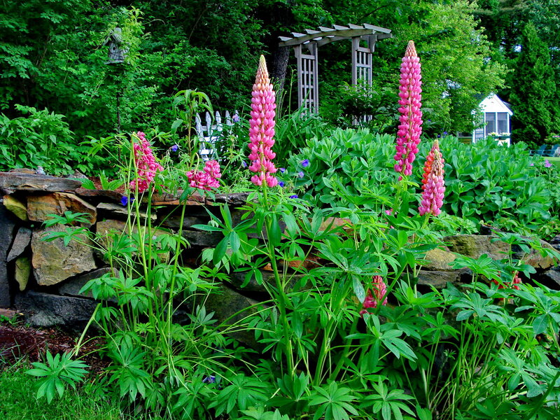 Pink Lupine Flowers