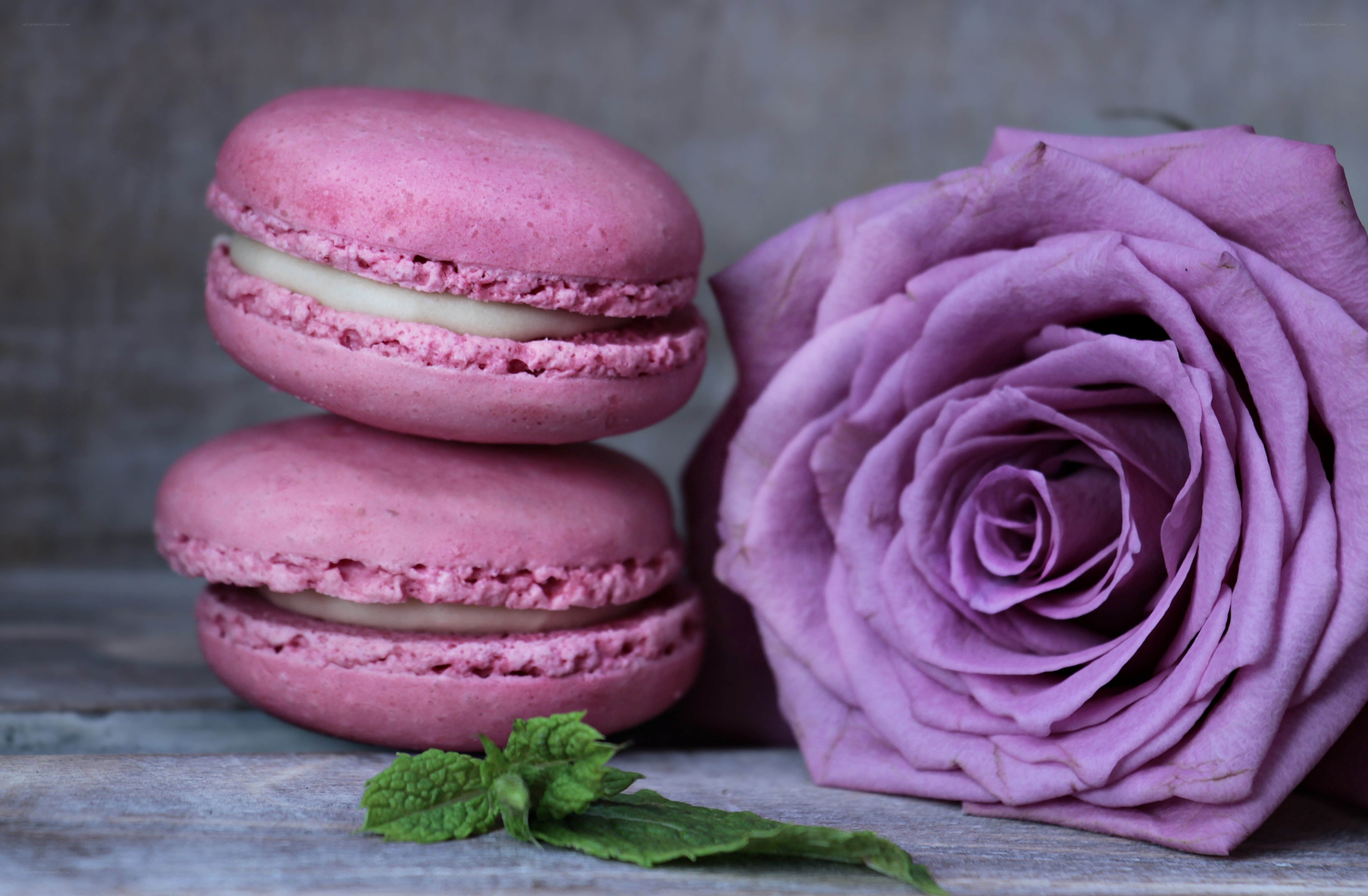 Pink macarons with rose
