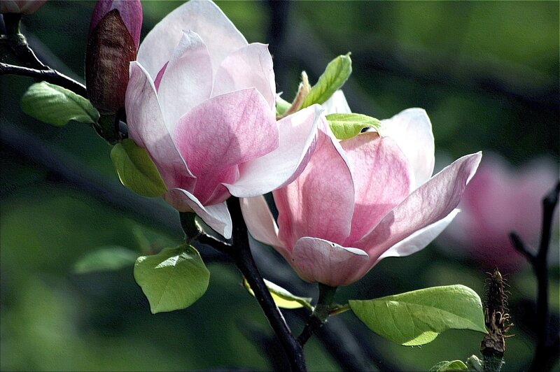 Pink magnolia blossoms