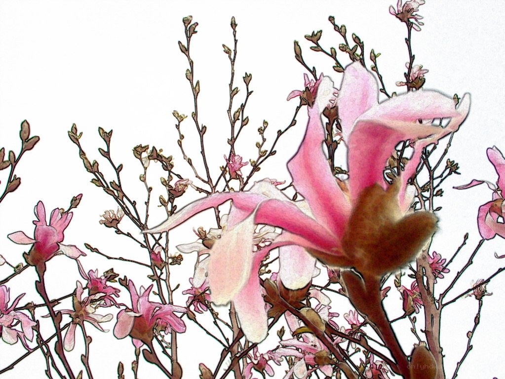 pink magnolia blossoms