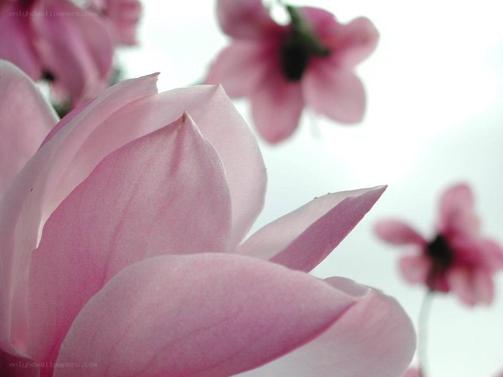 Pink magnolia blossoms