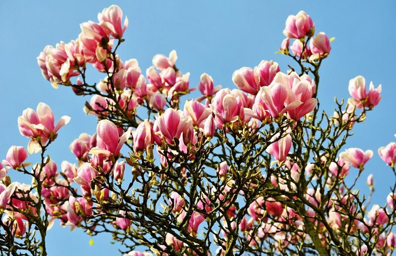 Pink magnolia blossoms against blue sky