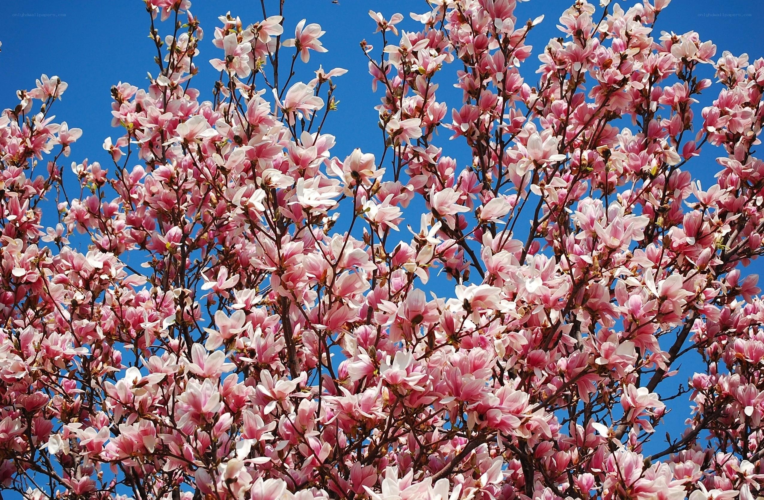 Pink magnolia blossoms against blue sky