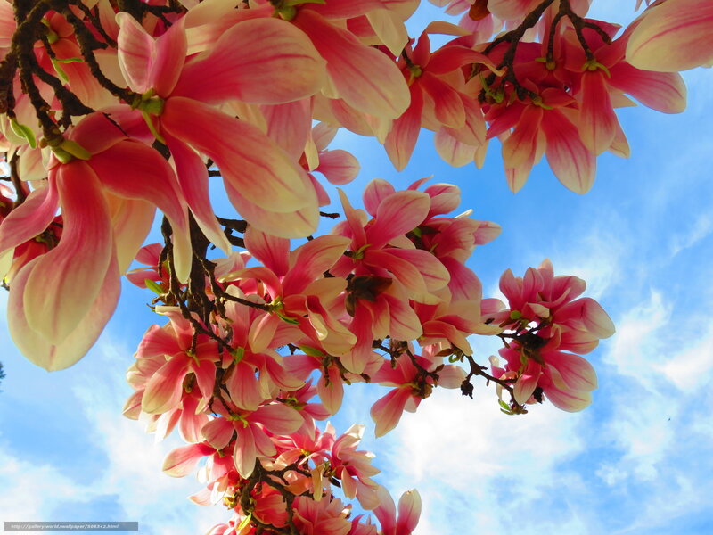 Pink magnolia blossoms against blue sky