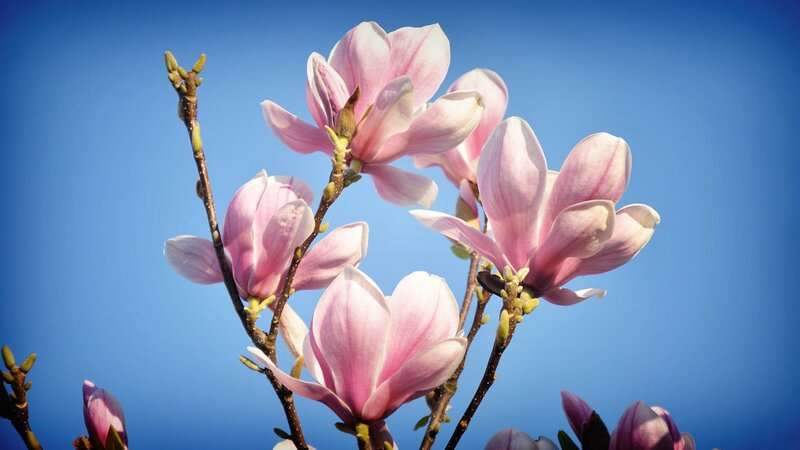 Pink magnolia blossoms against blue sky