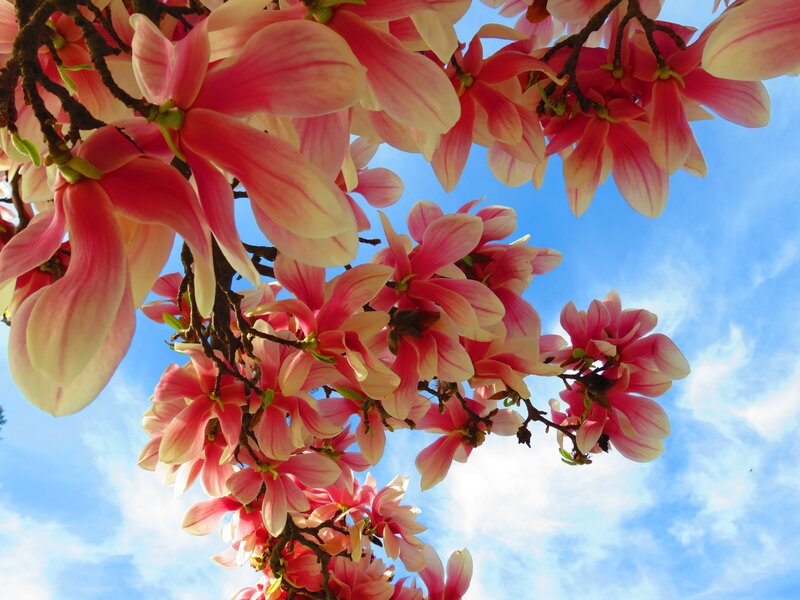 Pink magnolia blossoms against blue sky