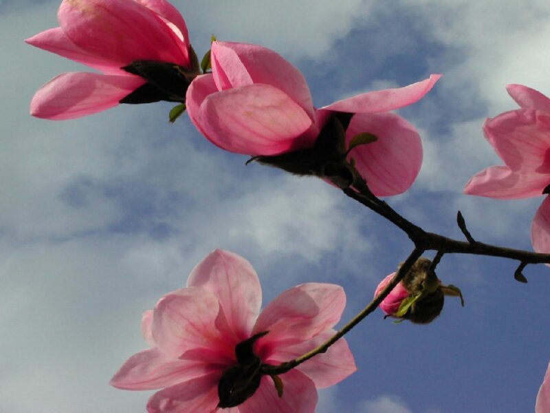 Pink magnolia blossoms against sky