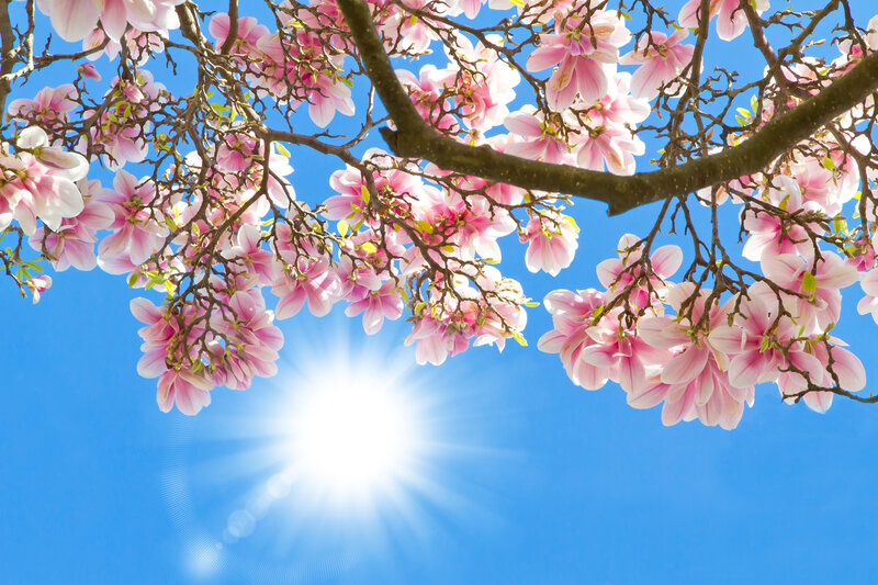 Pink Magnolia Blossoms — Blue, Serene, Spring