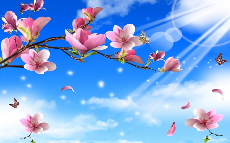 Pink Magnolia Blossoms — Blue, Serene