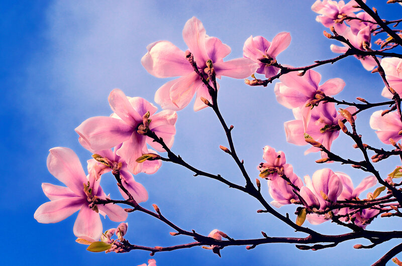 Pink Magnolia Blossoms — Blue