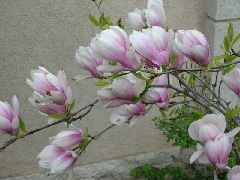 Pink Magnolia Blossoms — Calm
