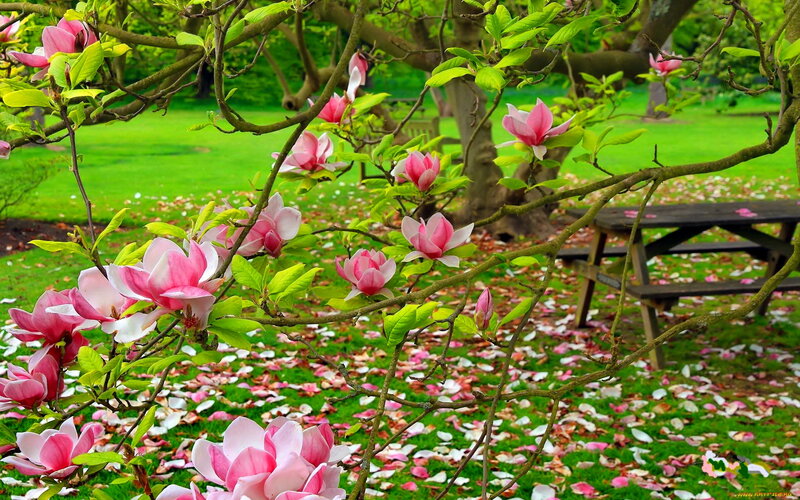 Pink Magnolia Blossoms — Green