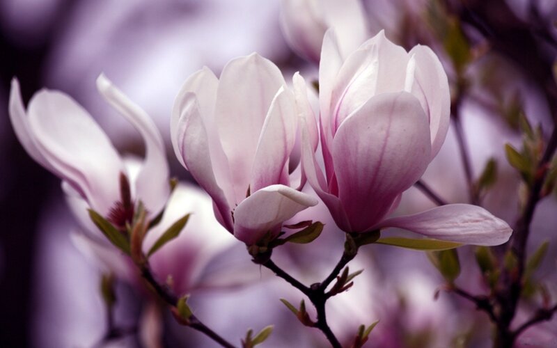 Pink magnolia blossoms in bloom