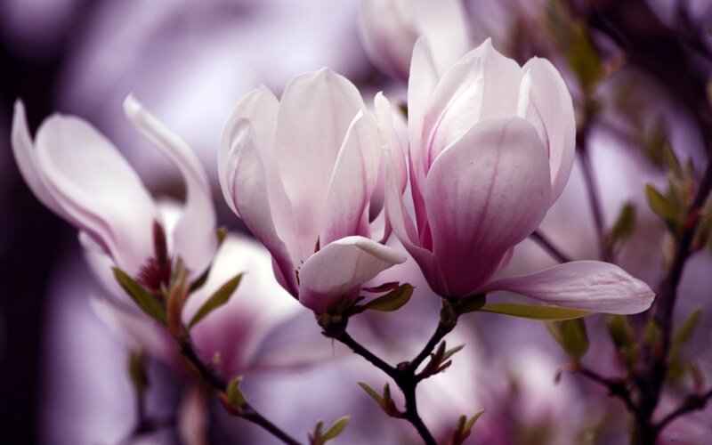 Pink magnolia blossoms in bloom