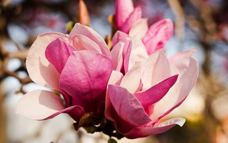 Pink magnolia blossoms in bloom