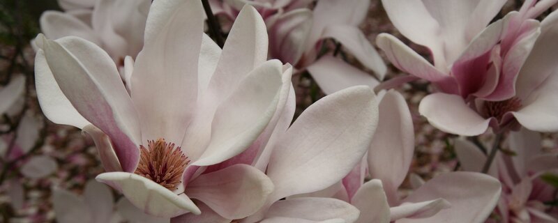 Pink magnolia blossoms in bloom