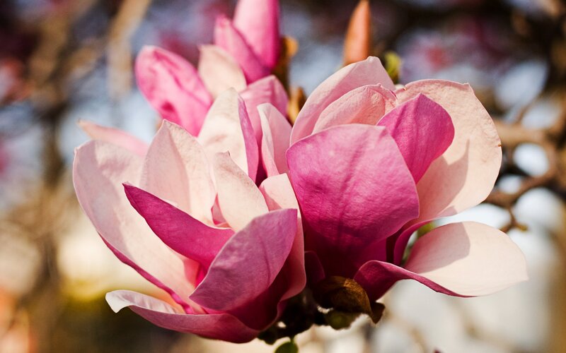 Pink magnolia blossoms in bloom