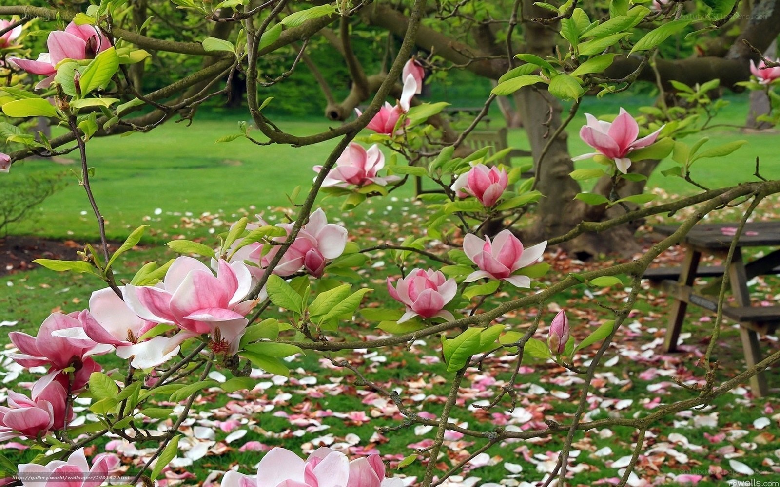 Pink magnolia blossoms in garden