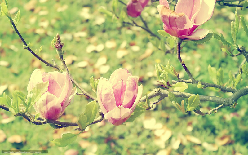 pink magnolia blossoms in spring