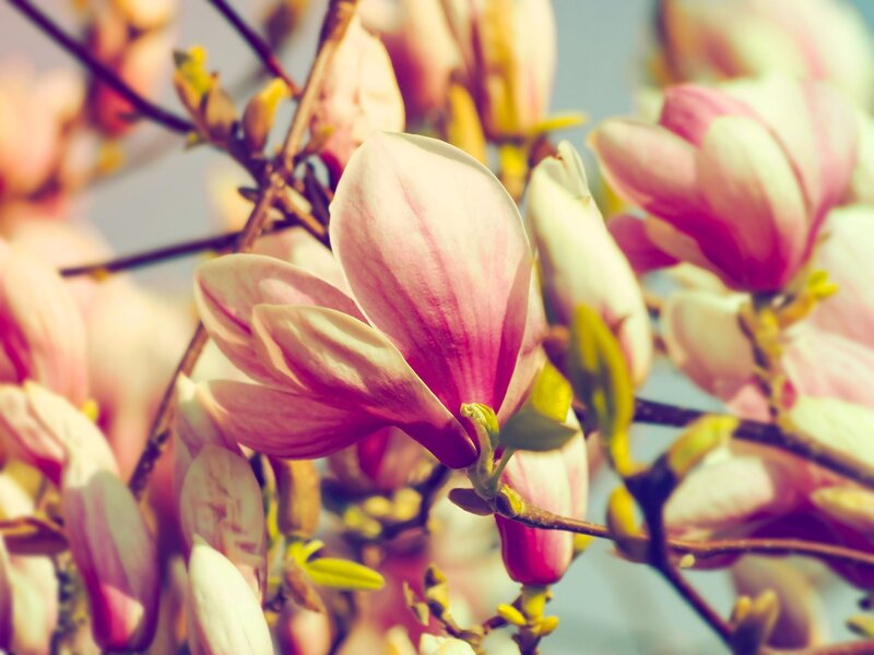 Pink magnolia blossoms in spring
