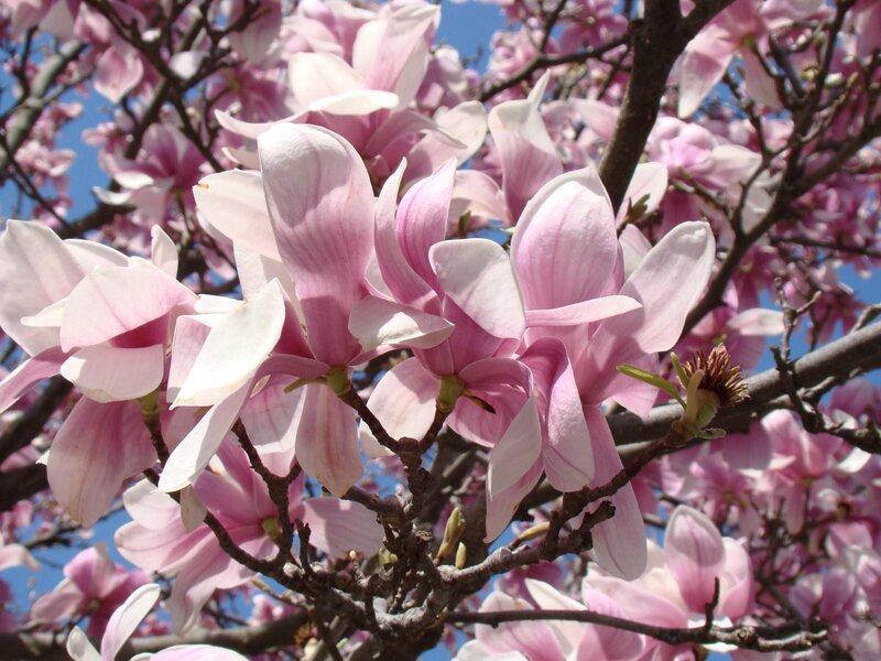 Pink magnolia blossoms in spring
