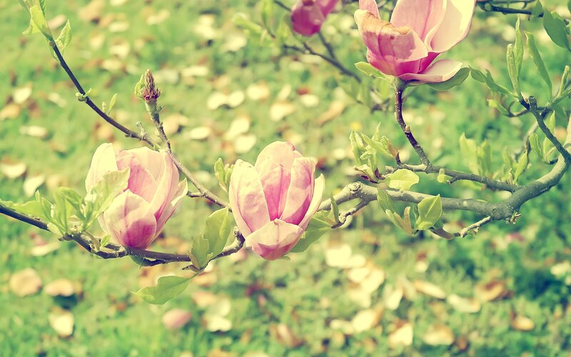 pink magnolia blossoms in spring