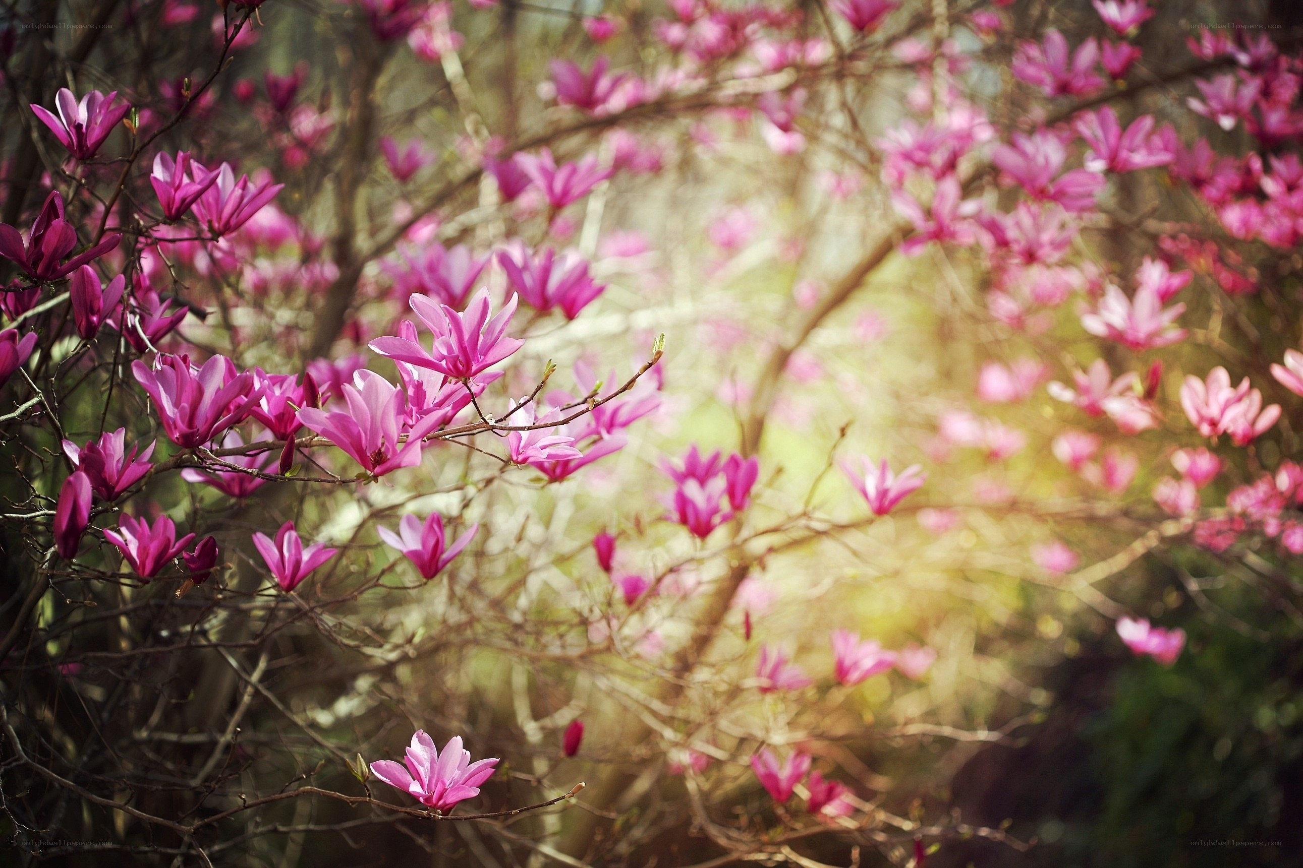 Pink magnolia blossoms in spring