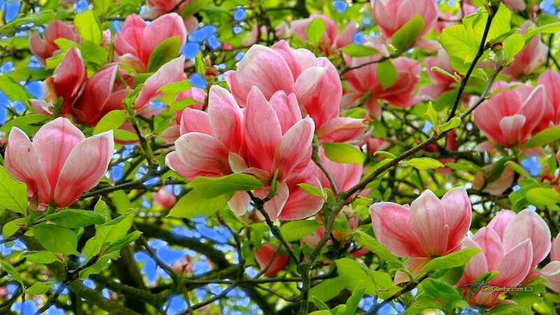 Pink magnolia blossoms in spring
