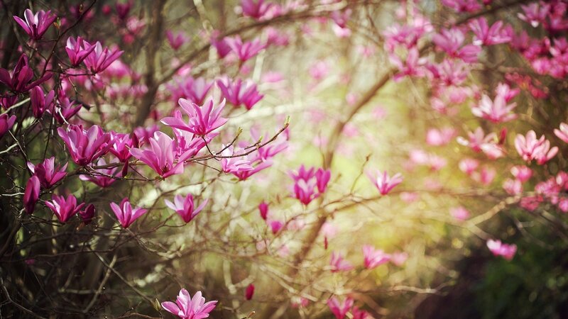 Pink magnolia blossoms in spring
