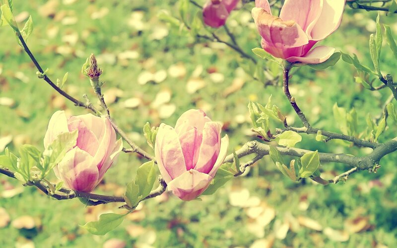 Pink magnolia blossoms in spring