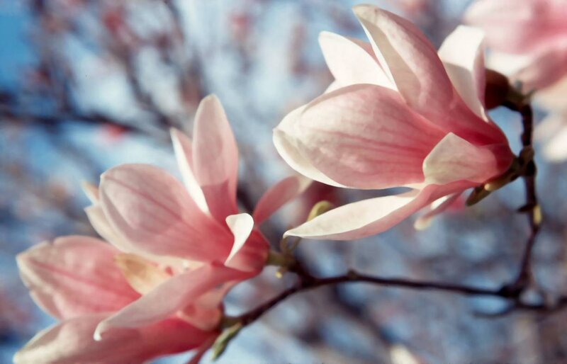 Pink magnolia blossoms in spring