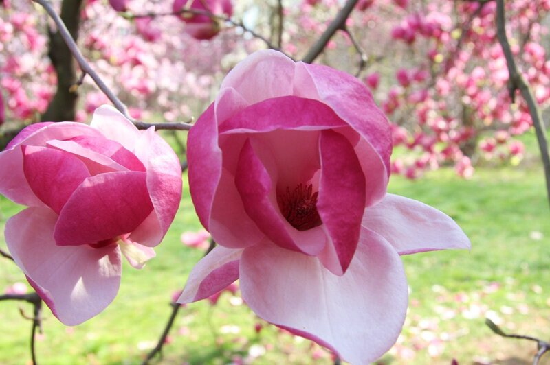 Pink magnolia blossoms in spring