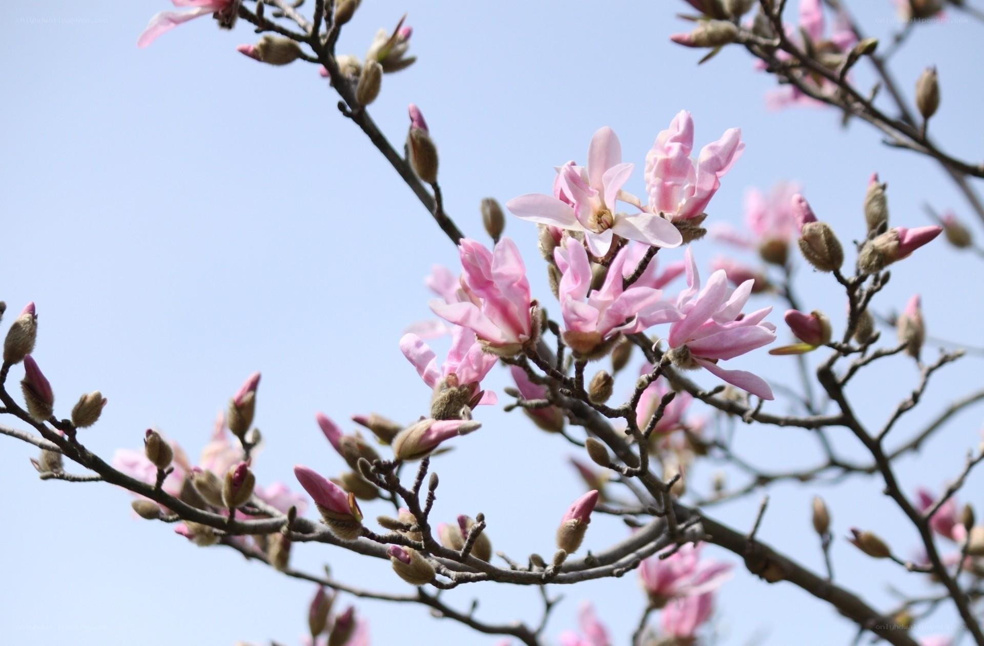 Pink magnolia blossoms in spring
