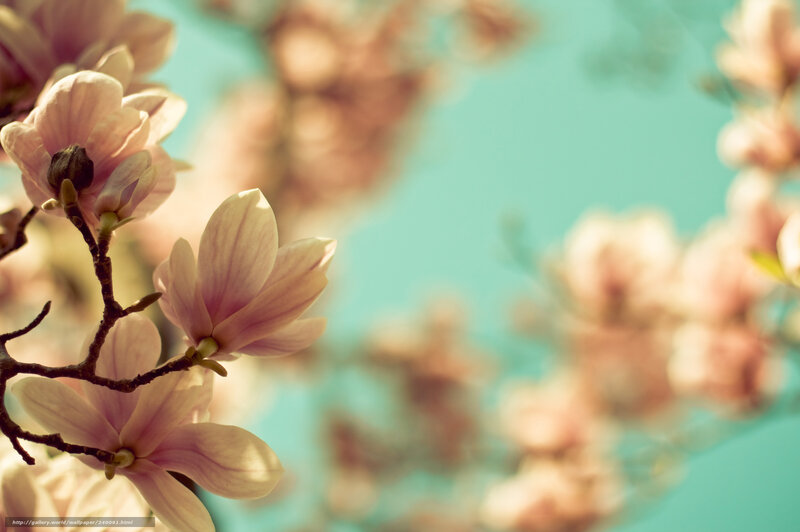 Pink magnolia blossoms in spring