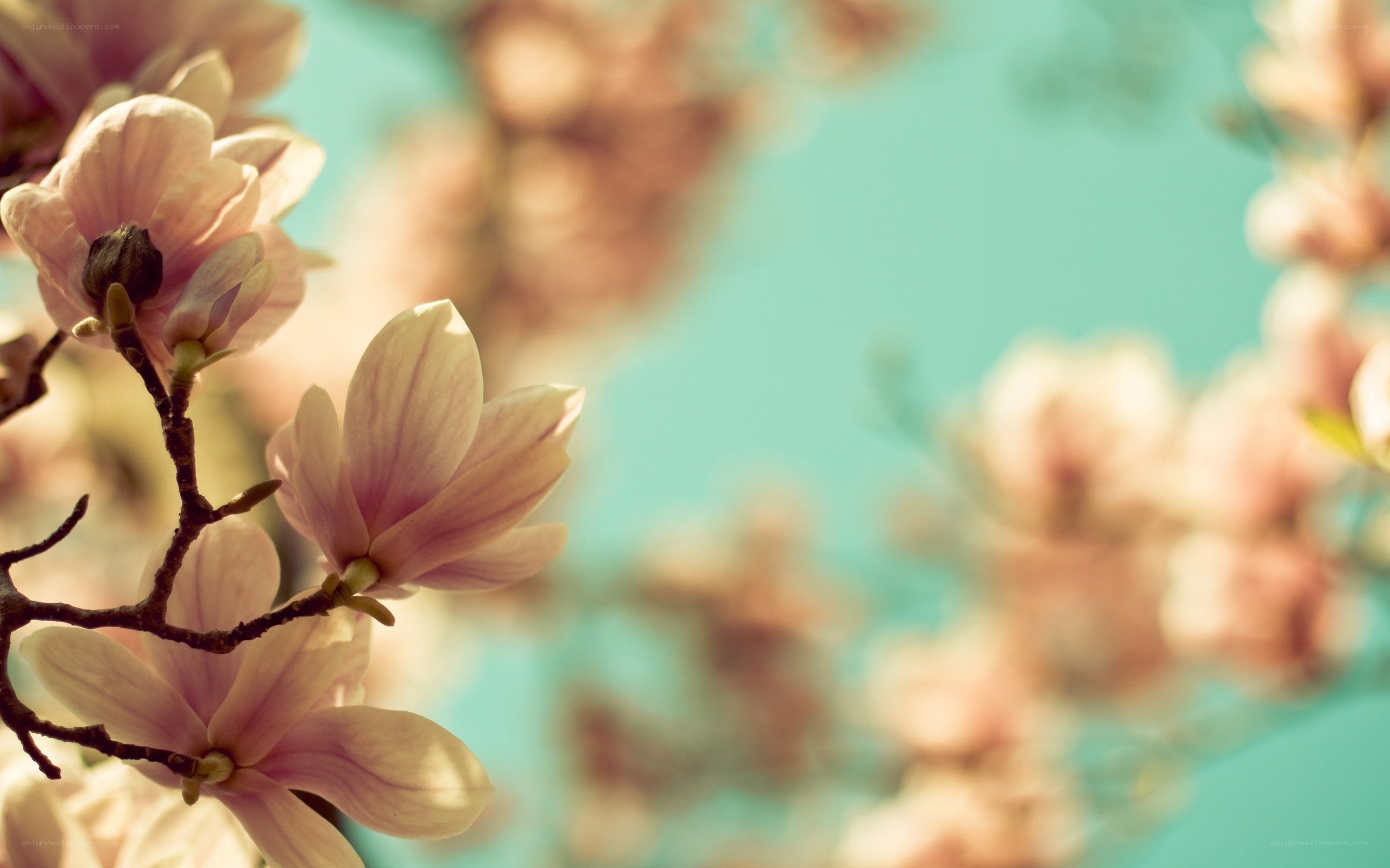 Pink magnolia blossoms in spring