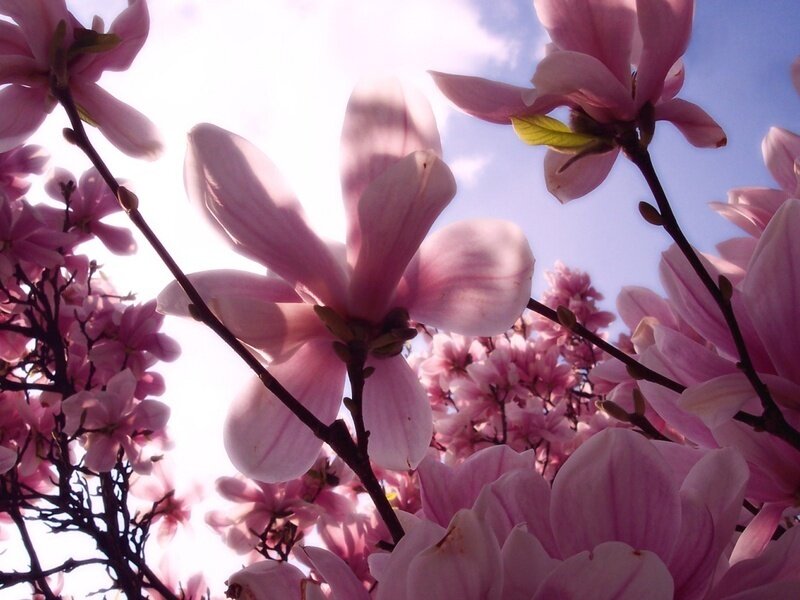 Pink magnolia blossoms in sunlight