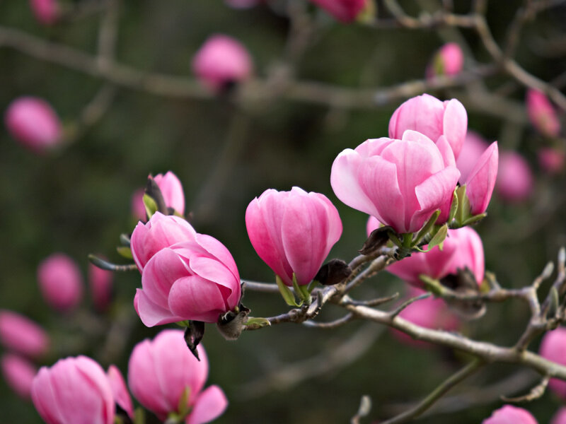 Pink magnolia blossoms on a branch